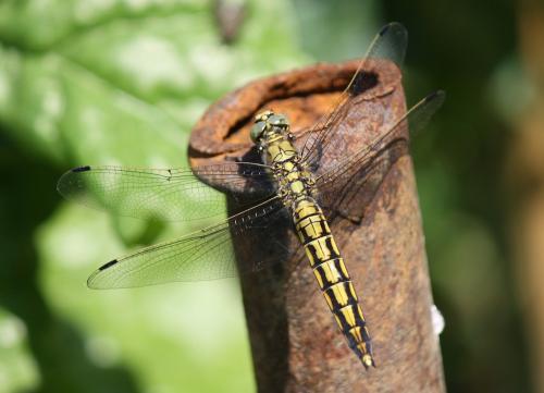 Orthetrum cancellatum
